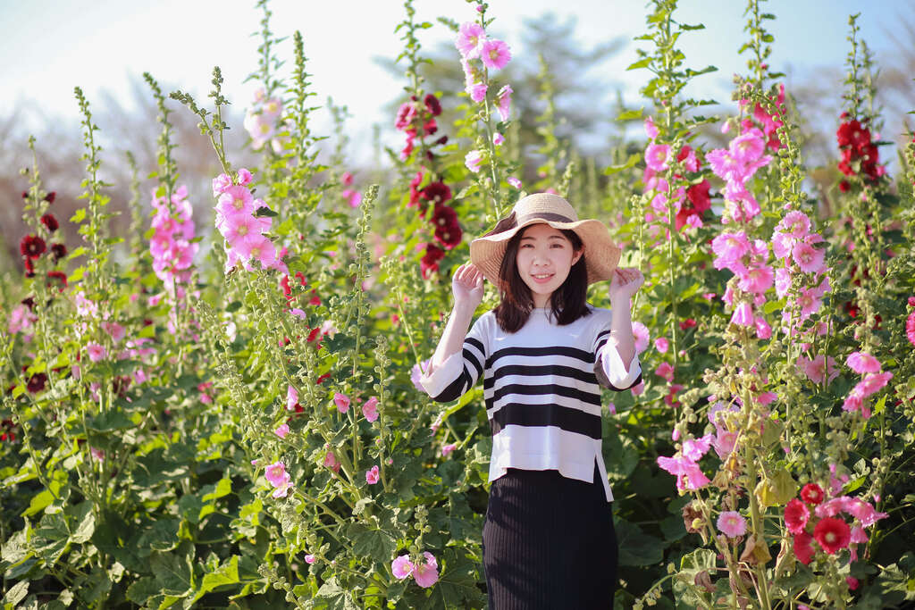 学甲蜀葵花季