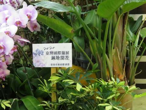 遍地开花
