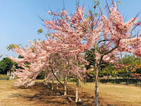 龟丹温泉花旗木田野风光