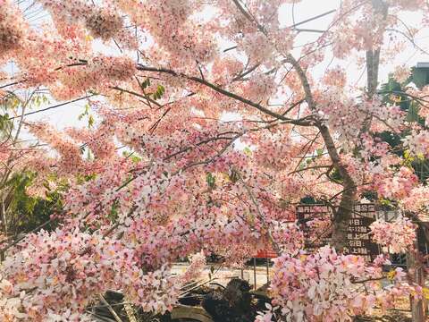 龟丹温泉花旗木