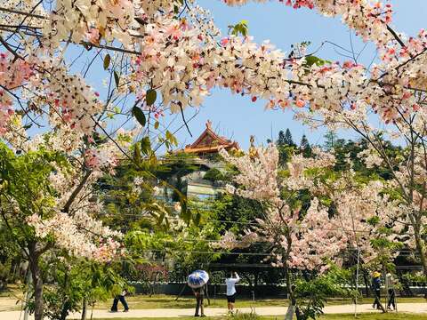 台南玉山宝光圣堂花旗木