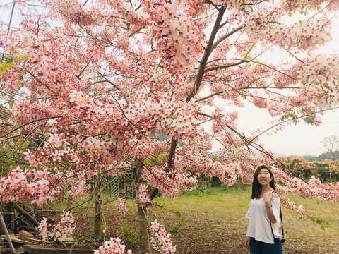 龟丹温泉花旗木