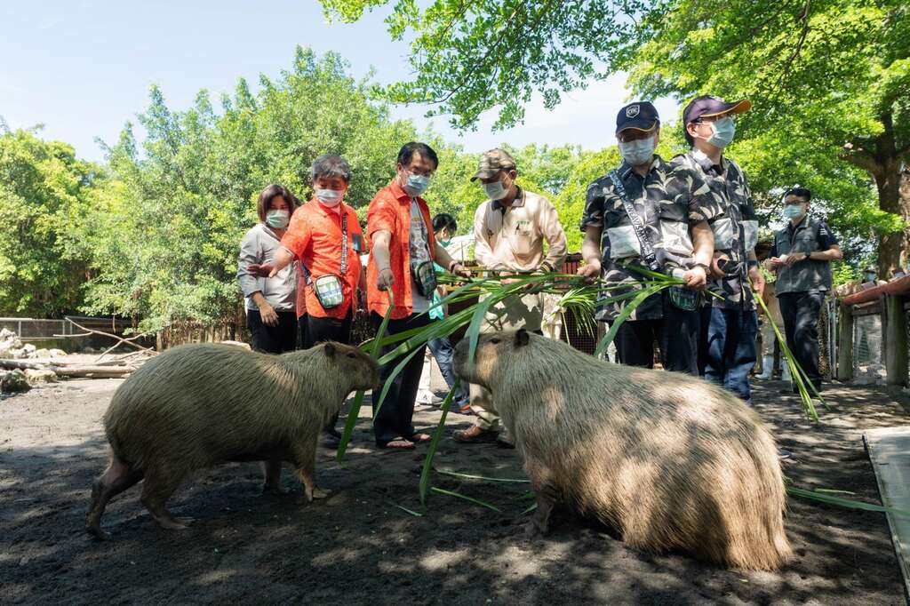 顽皮世界水豚与黄伟哲市长和陈时中部长一起冲高人气