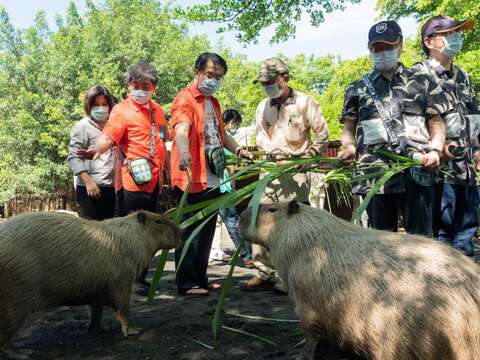 頑皮世界水豚與黃偉哲市長和陳時中部長一起衝高人氣