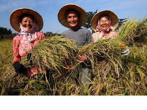 觀旅局13大關子嶺-優選-吳坤富-豐收的喜悅-菁寮稻田