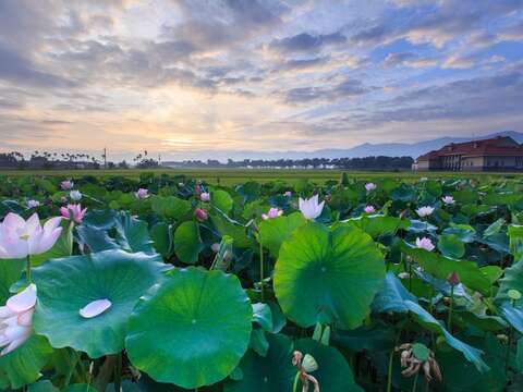 02白河蓮花季