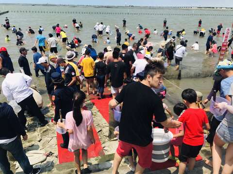 挖文蛤活動-民眾陸續下水