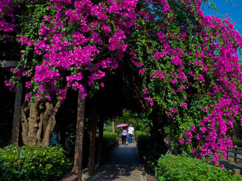 觀旅局17花現台南-佳作-黃清泉-春遊滿園紅-新化區 運動公園-九重葛-106年4月3日-30