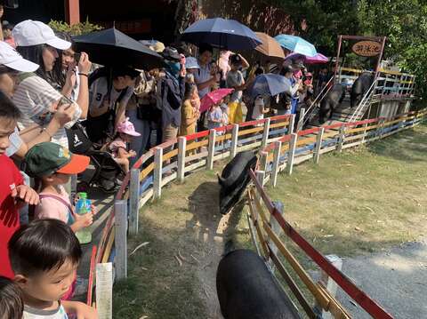 中秋节四天连假 顽皮世界可爱的猪猪赛跑吸引民众争相拍照