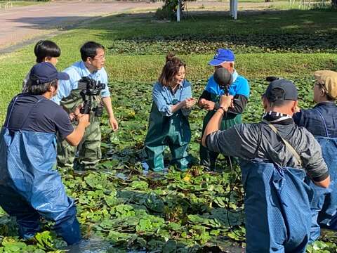 市長與王彩樺官田國中體驗採菱角