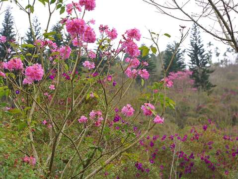 楠西区梅岭盛开中的红花风铃木