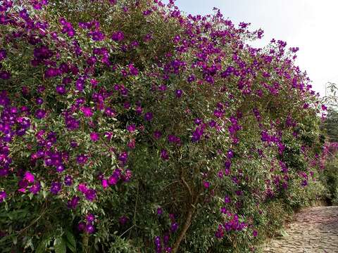 梅岭紫牡丹