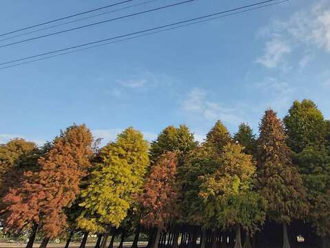 六甲落雨松現況(六甲區公所提供)