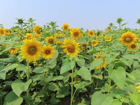 東山向日葵花海(東山區公所提供)