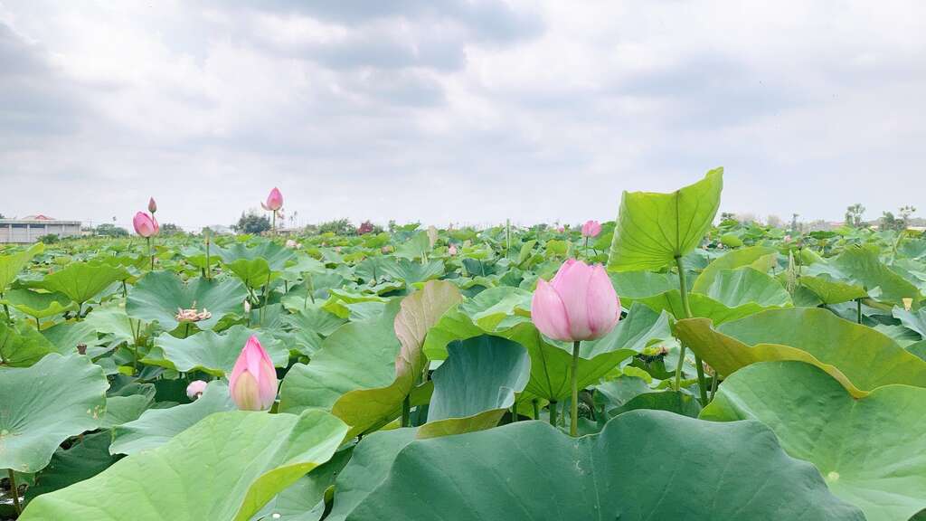 莲花花况 白河区公所提供