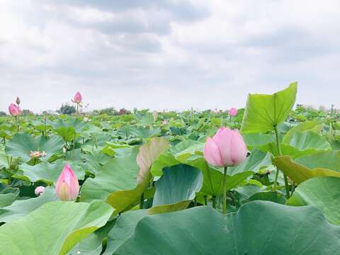 莲花花况 白河区公所提供