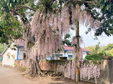 石斛兰花况 白河区公所提供