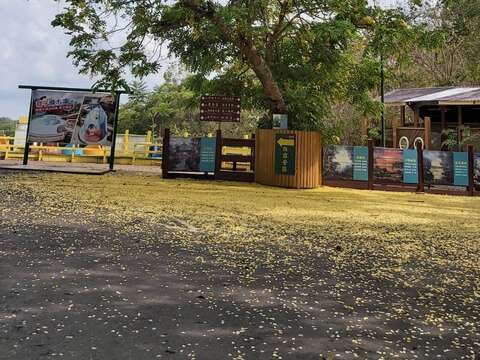 滑水道阿勃勒，為園區最早開花的阿勃勒樹