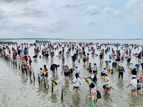 2020七股海鲜节-挖文蛤体验历史照片