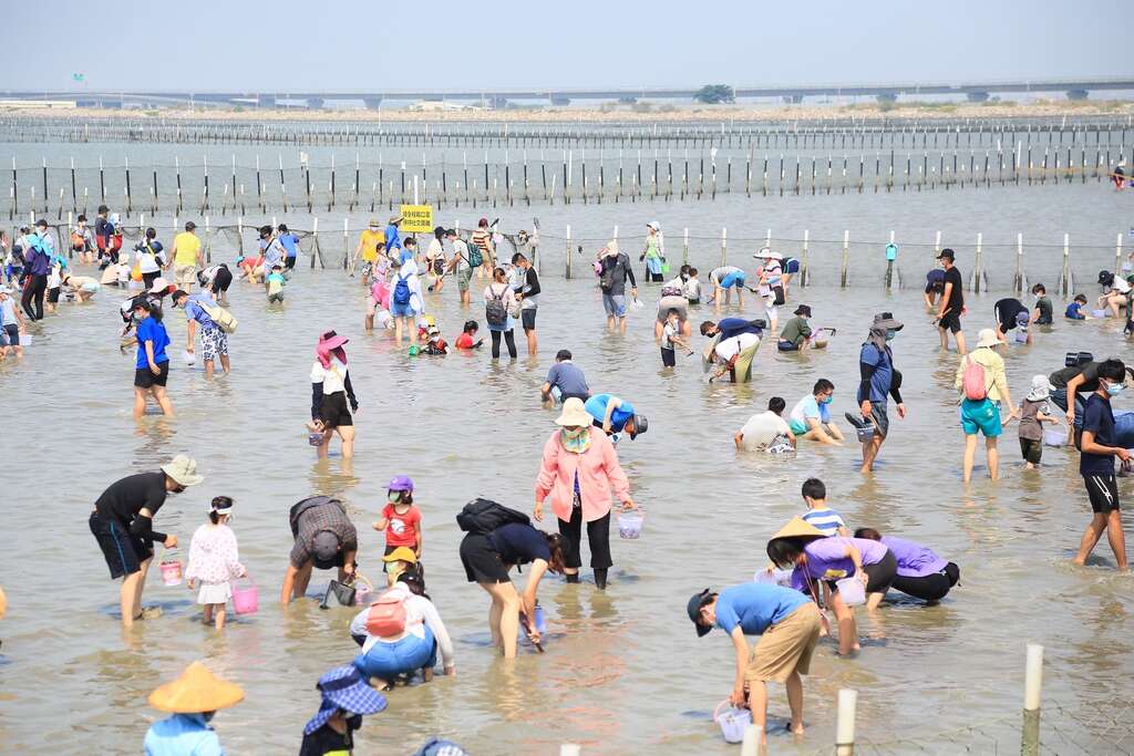 民众挖文蛤照片