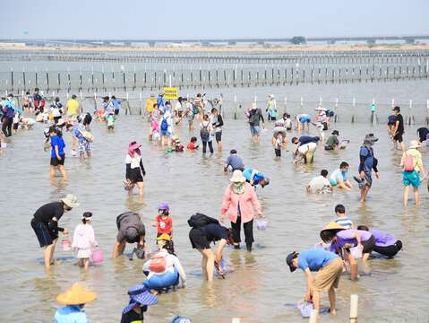 民眾挖文蛤照片