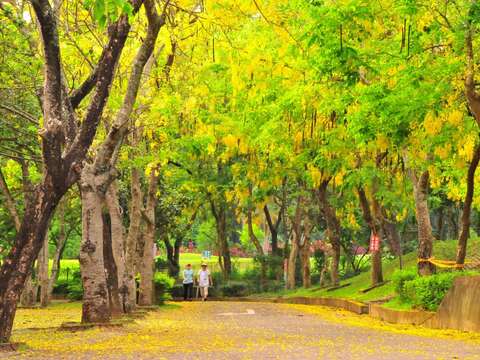 阿勃勒景-南市觀旅局提供