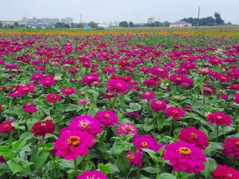 鹽水信義路花海(南市觀旅局提供)