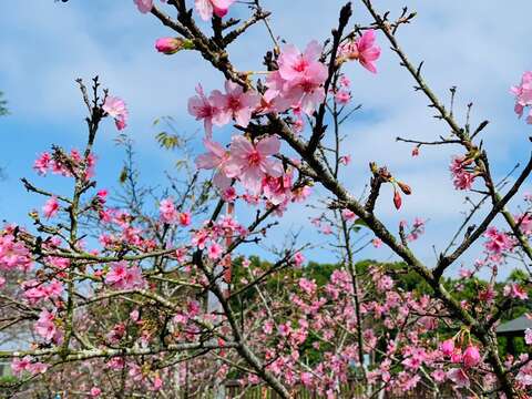 山上水道博物館賞花