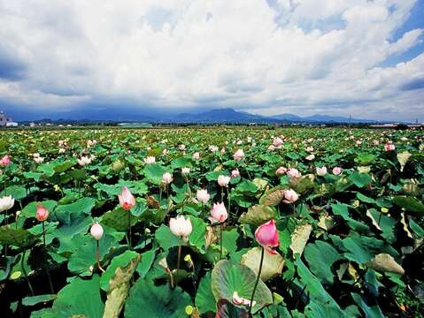 蓮花(歷史照片) (南市觀旅局提供)