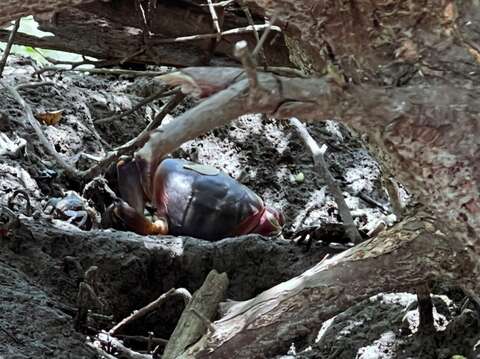 Visiting the Home of Taiwan's Largest Land Crab, the Brown Land Crab