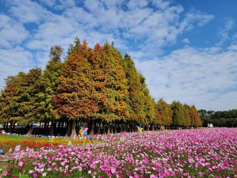 六甲落羽松及花海