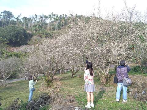 梅嶺梅花