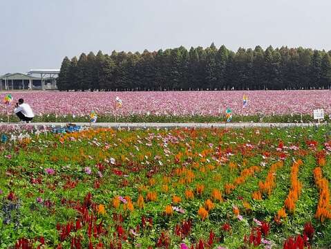 六甲落羽松與花海（南市觀旅局提供）