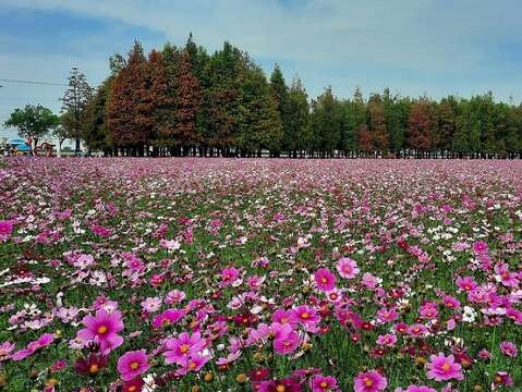 六甲落羽松与花海（南市观旅局提供）