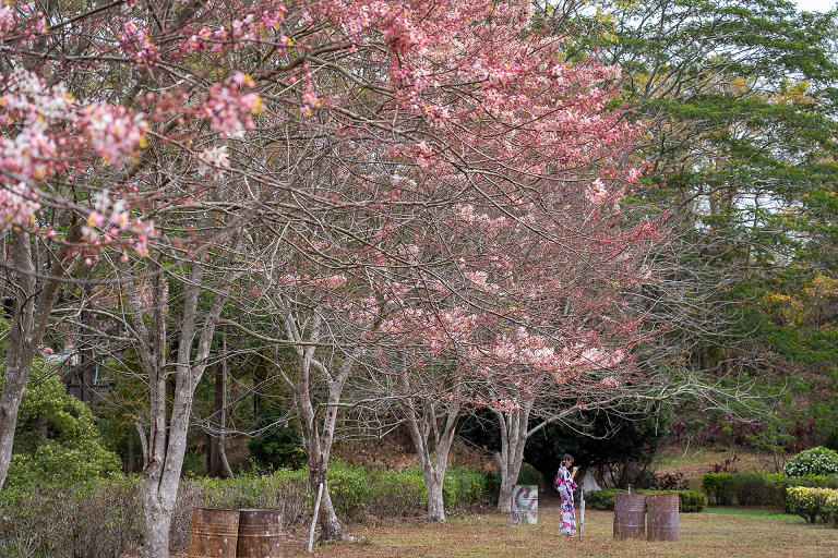 尖山埤渡假村花旗木盛开