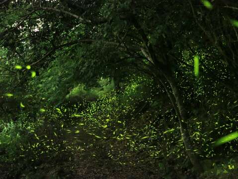 梅嶺螢火蟲(往年照片)