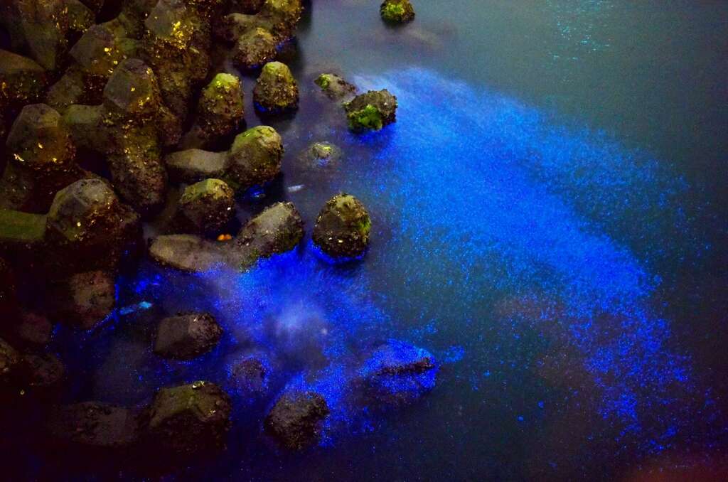 蓝眼泪(黄三明先生提供)