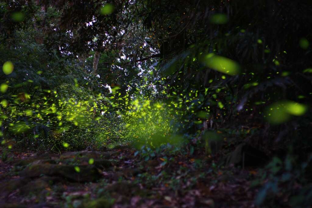 梅岭萤火虫(黄荣钦提供)