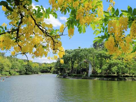 沿著虎頭埤環湖步道、竹林烤肉區、虎月吊橋、舊活動中心附近皆是賞花的重要景點