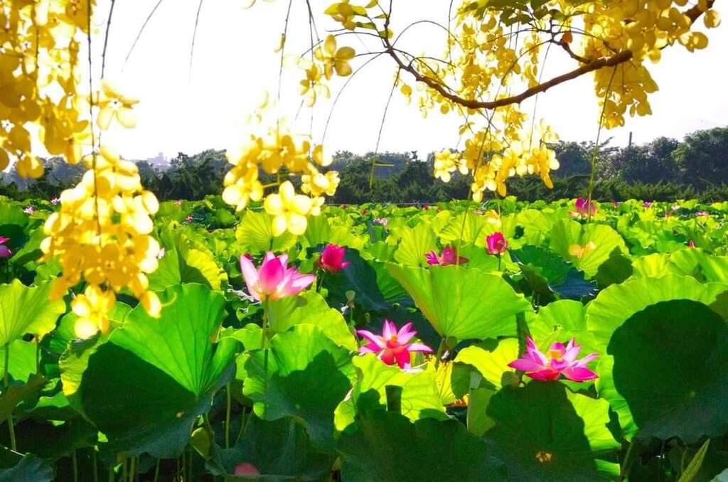 白河莲花(高清南先生提供)