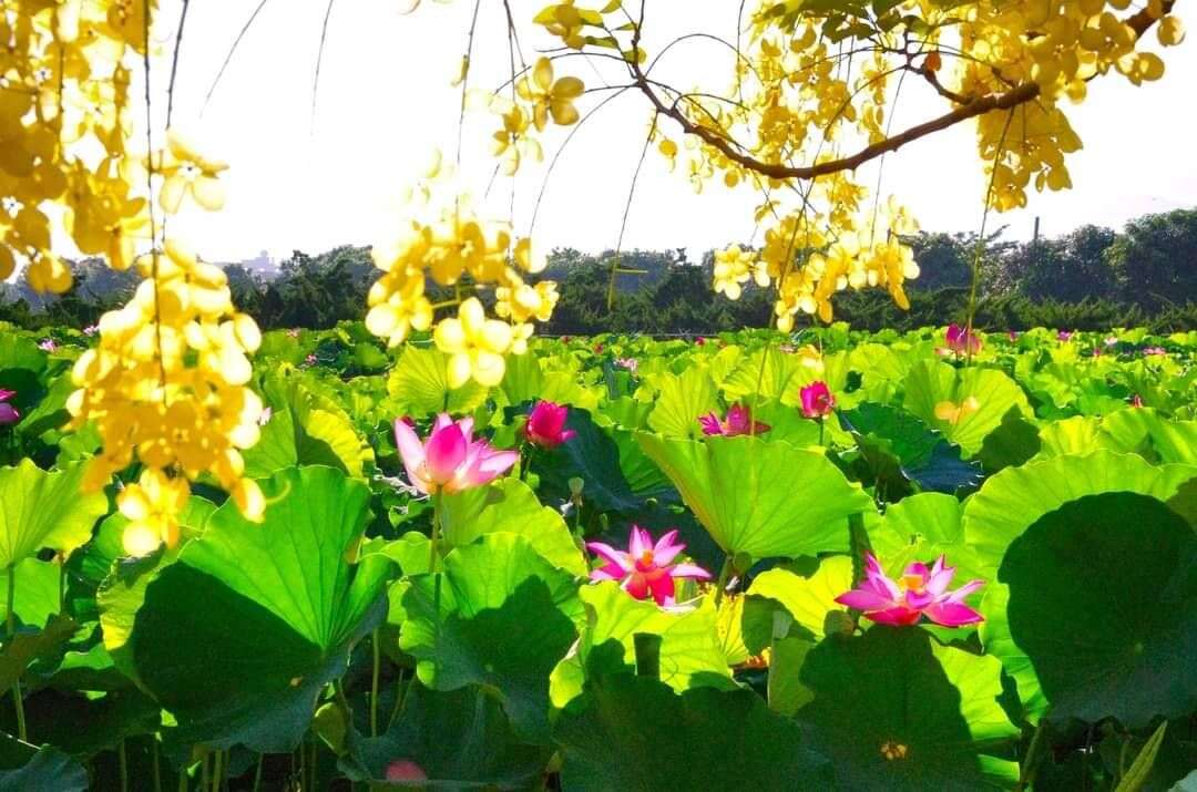 白河蓮花(高清南先生提供)