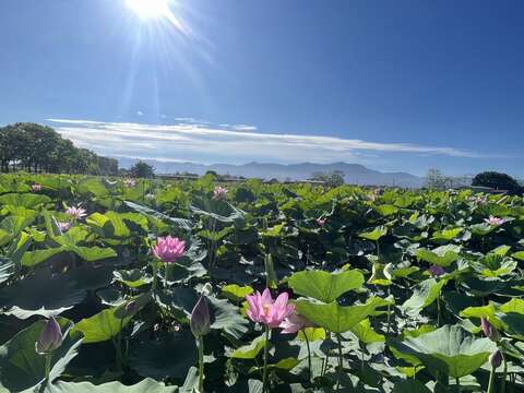 白河蓮花