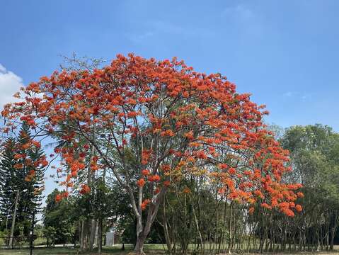 鳳凰木-臺南山上花園水道博物館提供