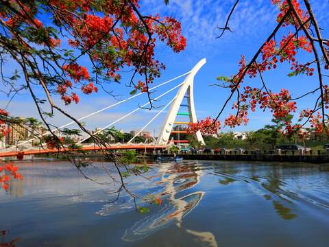 鳳凰花（歷史照片）（南市觀旅局提供）