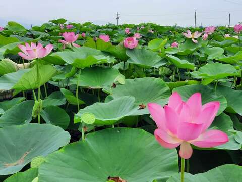 白河蓮花季(南市觀旅局提供)