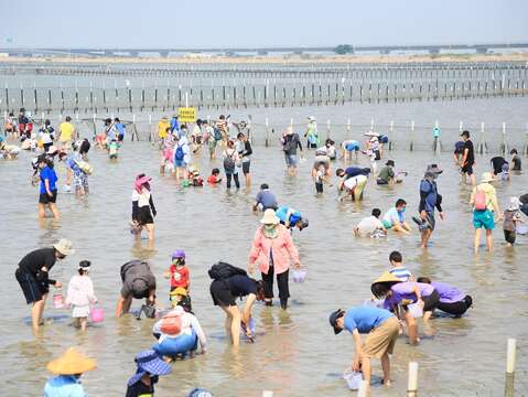 2022觀光赤嘴園挖文蛤體驗_活動現場