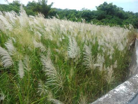 草山菅芒花