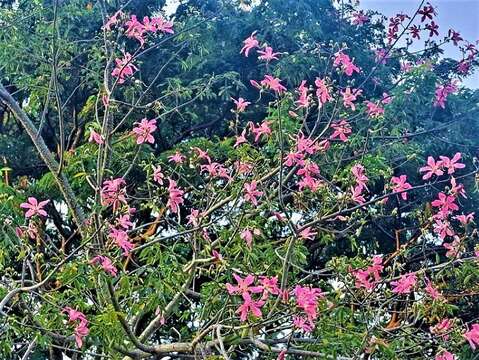 台南美人樹花朵盛開的美景