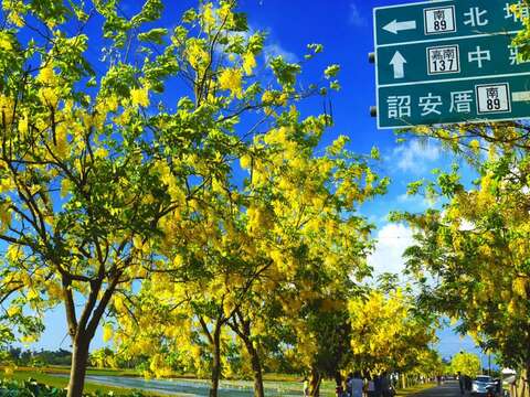 优选_阿勃勒采风_卓明煌_白河区莲潭