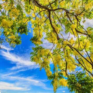 优选_美哉阿勃勒_陈怡吟_新化区 虎头埤风景区